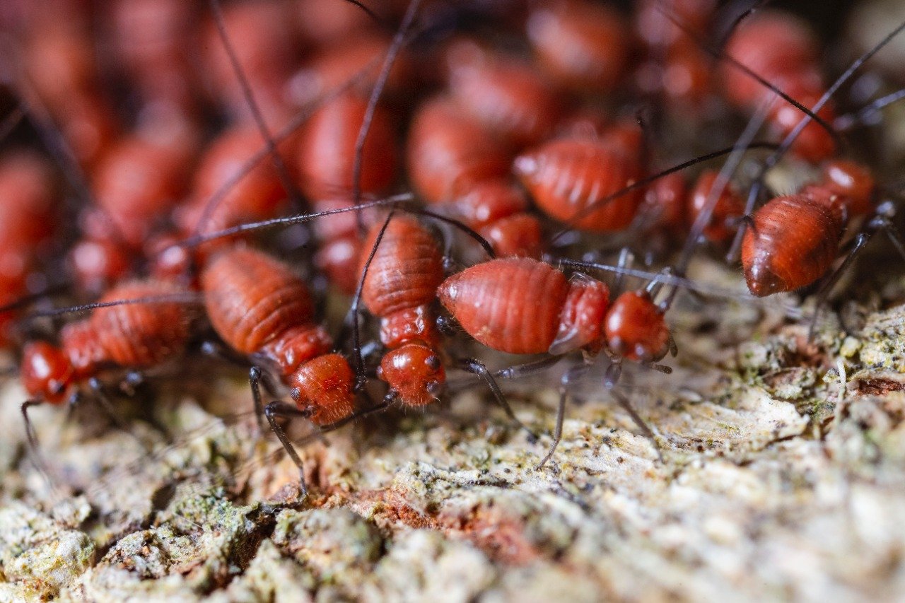 Ant pest control leopold