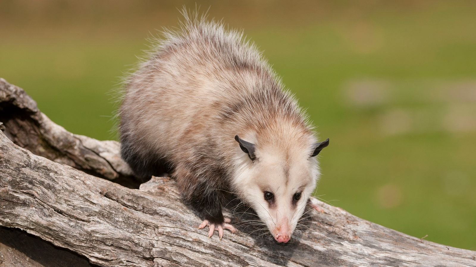 Possum pest control leopold