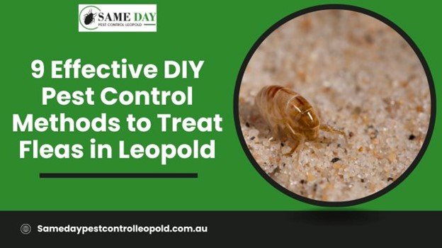 Pest Control Treat Fleas