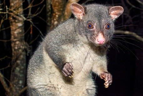Top 5 Reasons to Hire a Professional Pest Control Provider for Possum Control in Leopold